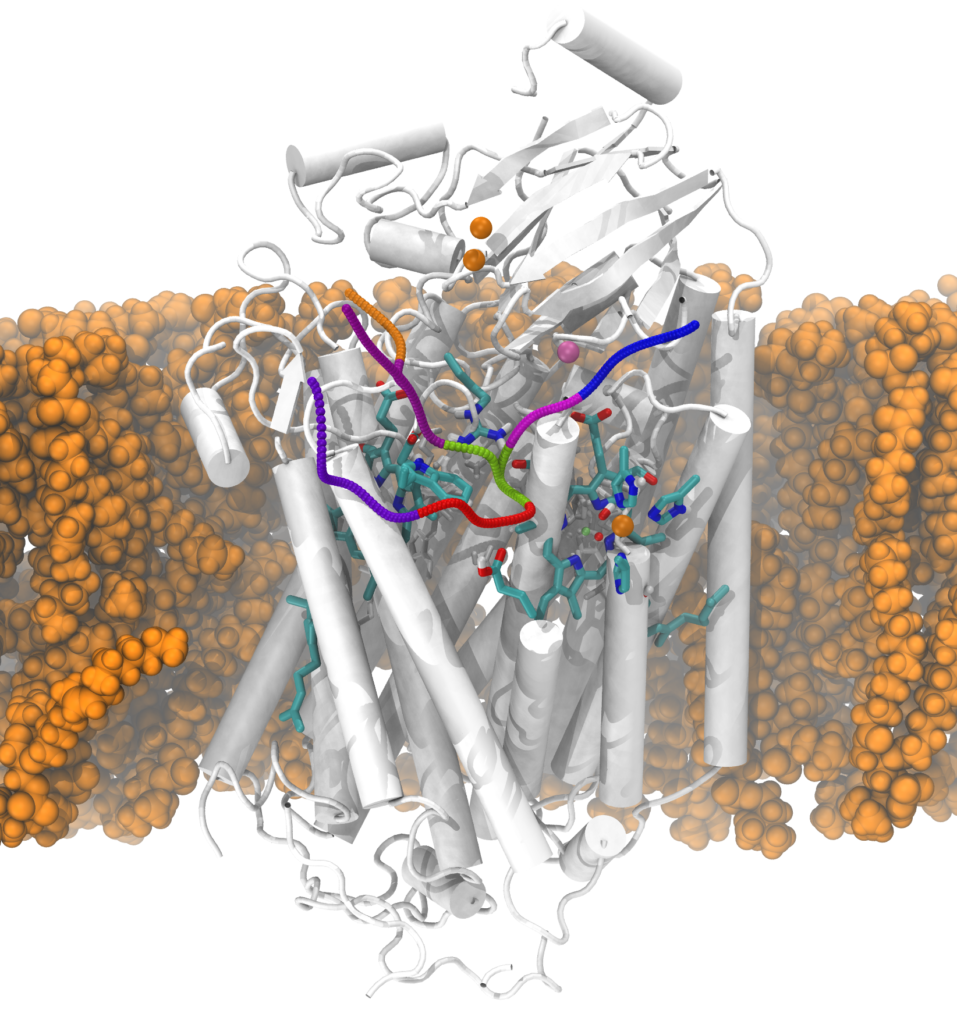 Cavity hydration dynamics in cytochrome
            <i>c</i>
            oxidase and functional implications